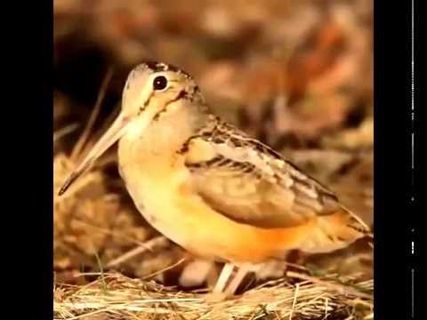 uuuuwekkkkk-bird-vine-1-hour