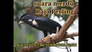 Kicau burung raja perling||burung yang jarang di pelihara tapi suara nya mantab