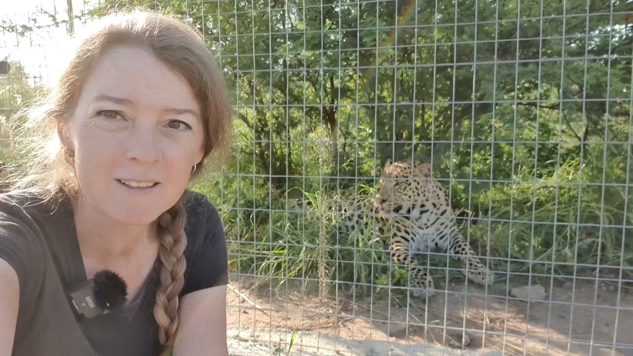 How to feed leopards, cheetahs, servals, caracals and wild cats in a South African sanctuary?