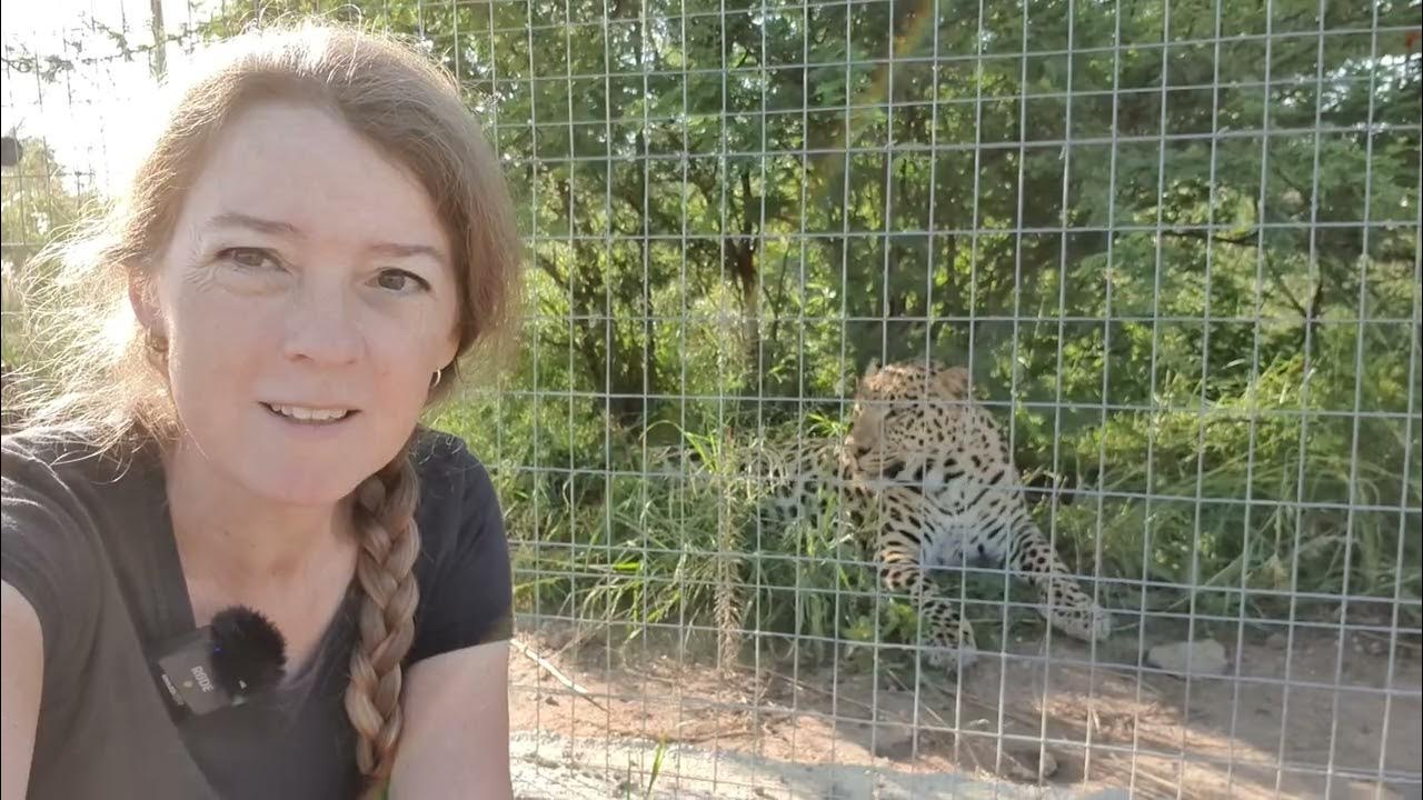 How to feed leopards, cheetahs, servals, caracals and wild cats in a