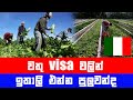 වතු වීසා වලින් ඉතාලි එන්න පුලුවන්ද? Idea about Work visa | Italy |