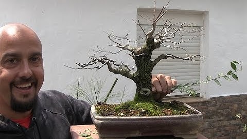 Minor Elm - backsprouting to branch