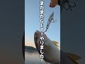 ラピードを投げると海が釣り堀状態に・・・ #釣り#fishing #fishingvideo #fish #ショアジギング #shorejigging