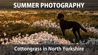 Summer Photography - Cottongrass in North Yorkshire