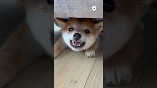 普段は穏やかなのに💦番犬化した子柴｜PECO #柴犬 #子柴 #子犬 #柴犬大好き #子犬のいる暮らし #shiba #shibainu #puppy #puppylife #shibainulove