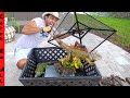 BEST IGUANA TRAP in FLORIDA! **How Cold Weather Helps**
