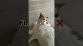 Certified unit 🐈 #catshorts #cats #catsofyoutube #fatcat