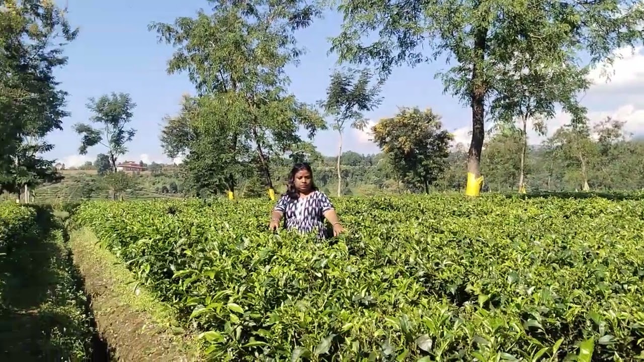 One Day in Chengmari Tea Estate | Jalpaiguri | Near Bhutan Border & Samtse Town 