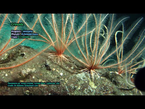 EarthParts #35 - Identifying Common Fossil Invertebrates