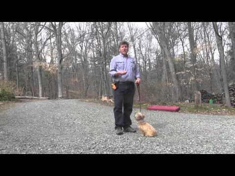 Видео: Обучение за ловкост на Cairn Terrier