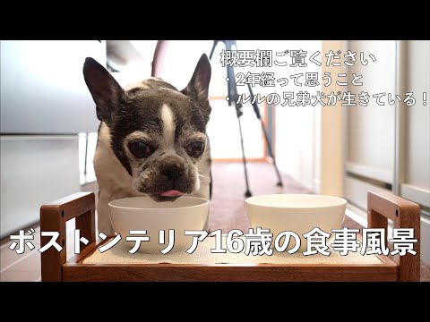 あたしちゃんの思い出(2回目の命日を迎えました)