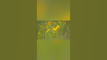 سورة الفاتحه. الشيخ حسن صالح