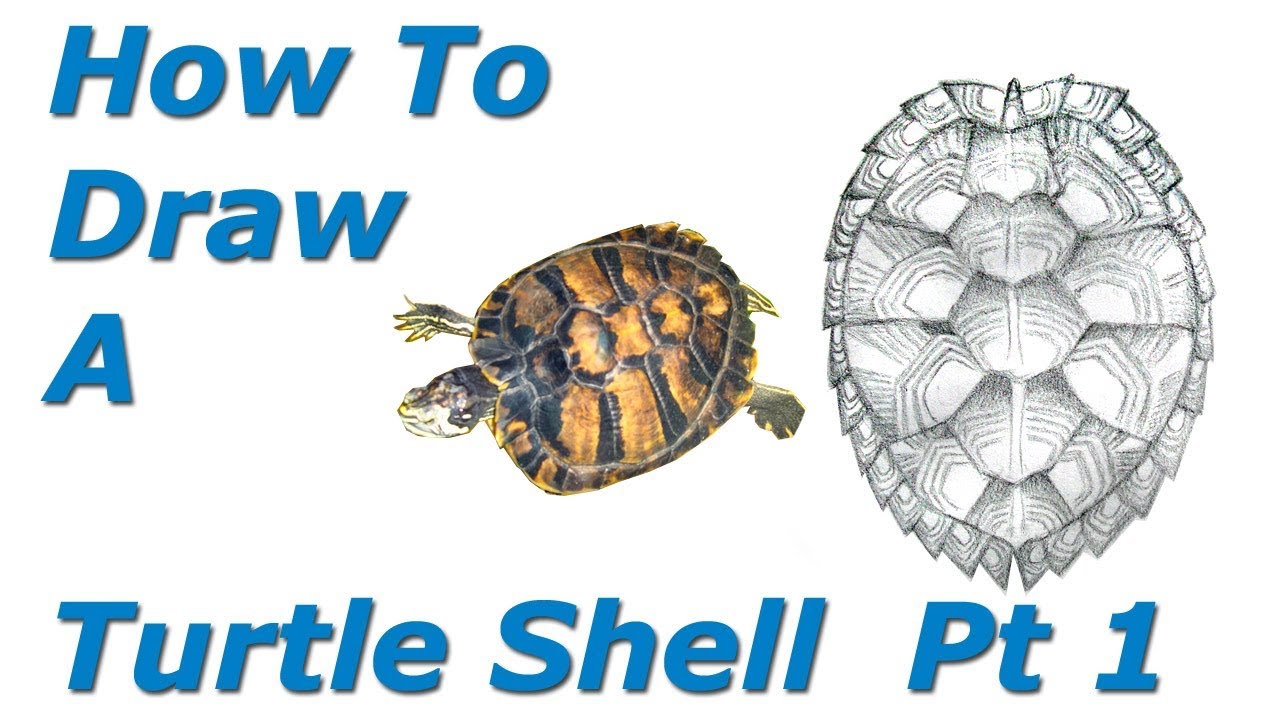 How To Draw A Turtle Shell - Pt 1 