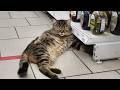 ستموت من الضحك على هذه القطط الكوميدية فيديو مضحك للقطط 2025 
