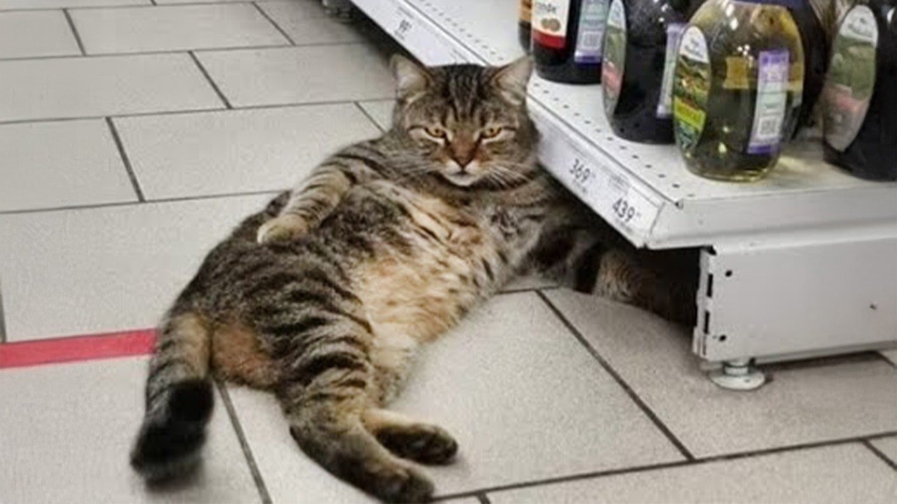 Вы умрёте от смеха, глядя на этих котов-комиков 😂 Самое смешное видео с котами 2025 года