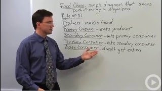 Food Chain