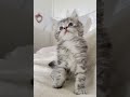 Cute kitten 🪄 #cat #kitten