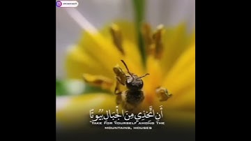 حالات واتس اب تلاوة خاشعة للقارئ سعيد الخطيب