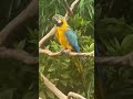 A loud macaw