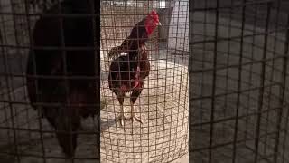 Cage In Aseel | Oldline Breed