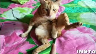 KUMPULAN VIDIO LUCU KUCING PETANI