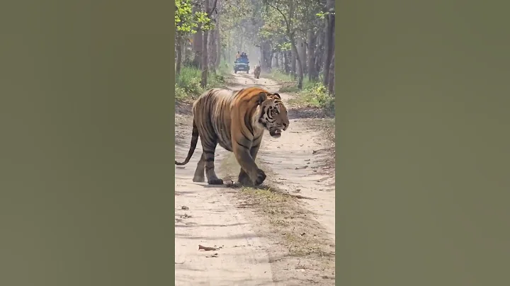 Pilibhit tiger reserve safari