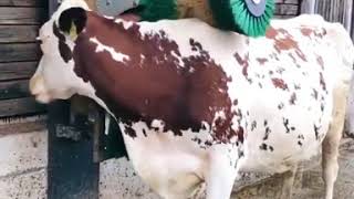 Happy Cow Loves to Brush Her Coat