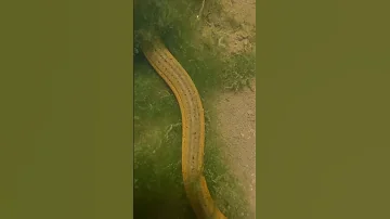 Top Viral Amazing Fishing Eel Fishing From Hole Using Hook TIK TOK 