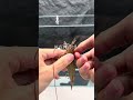 Stop killing shrimp action with the wrong hook - Kanama Luminous Shrimp Hooks.