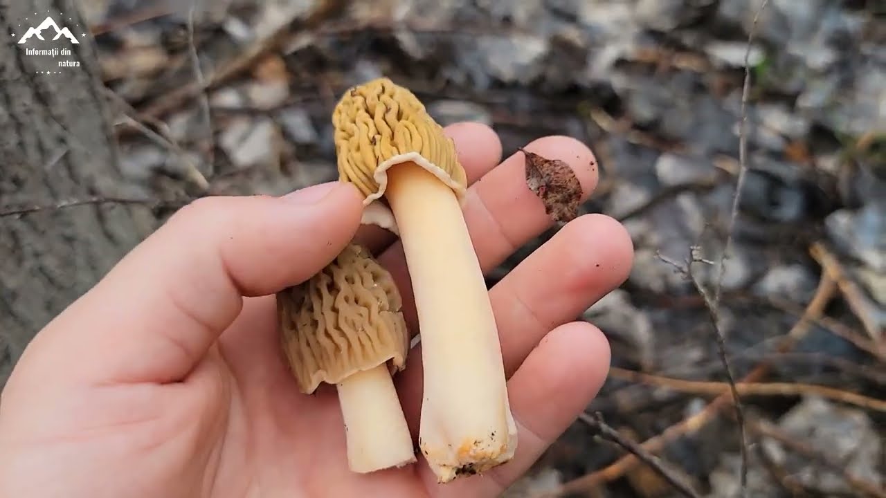 Zbarciogul Estival / Una dintre cele mai delicioase ciuperci din lume/ unde se găsește? Rețeta