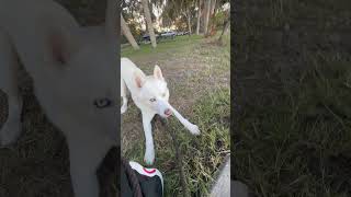 Реакция Хаски на Рыбку!🤣🤣 #shorts #fyp #funny #husky #fish #reaction #woof #cute #puppy