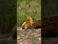 Lioness &amp; Cubs Relaxing! #AnimalKingdom #PredatorVsPrey