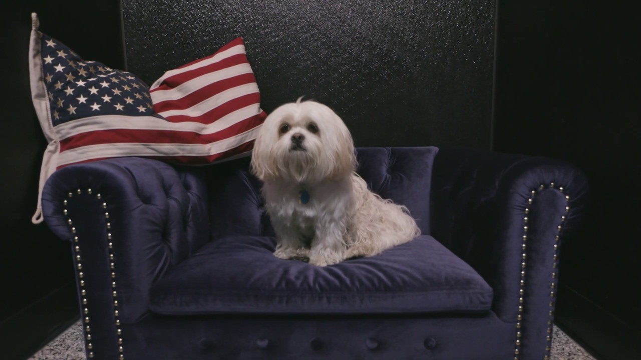 video phone beyonce mp3 Pet Express – Sneak Peek!