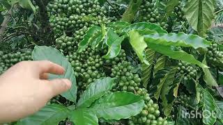 Thăm vườn cà phê xanh lùn và hướng dẫn sử lý cây cà phê bị nghiêng ngả do mưa bão.