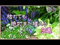 初心者さん必見!枯れたら即リピしたい!ないとさみしい多年草