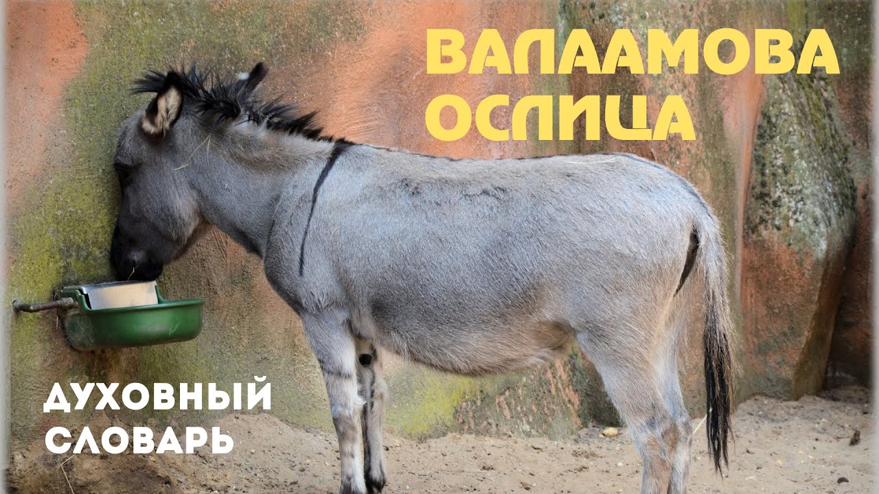 Валаамова ослица | Духовный словарь | Уроки ЧистоПисания