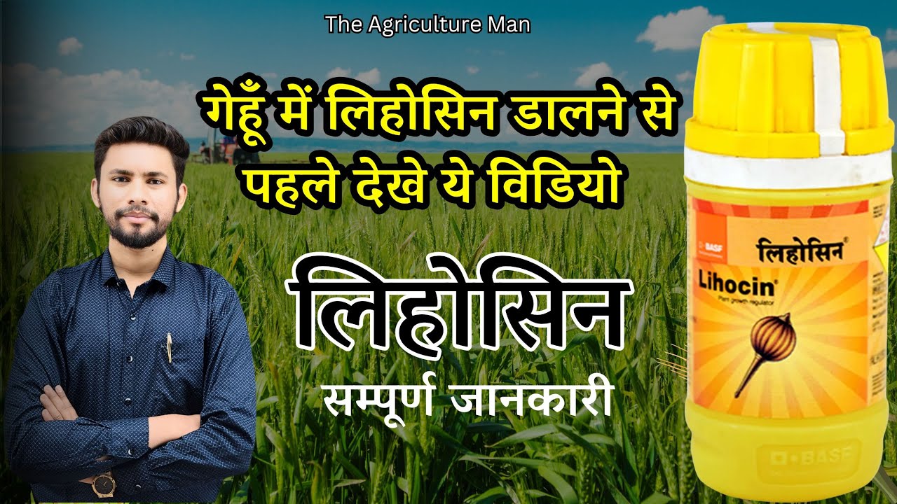 गेहूं में लिहोसिन का स्प्रे कब और क्यों करें | Lihocin (plant growth regulator) Spray Information