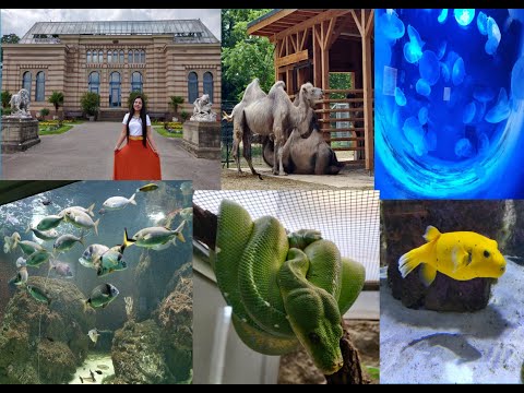Video: Zoo ve Stuttgartu
