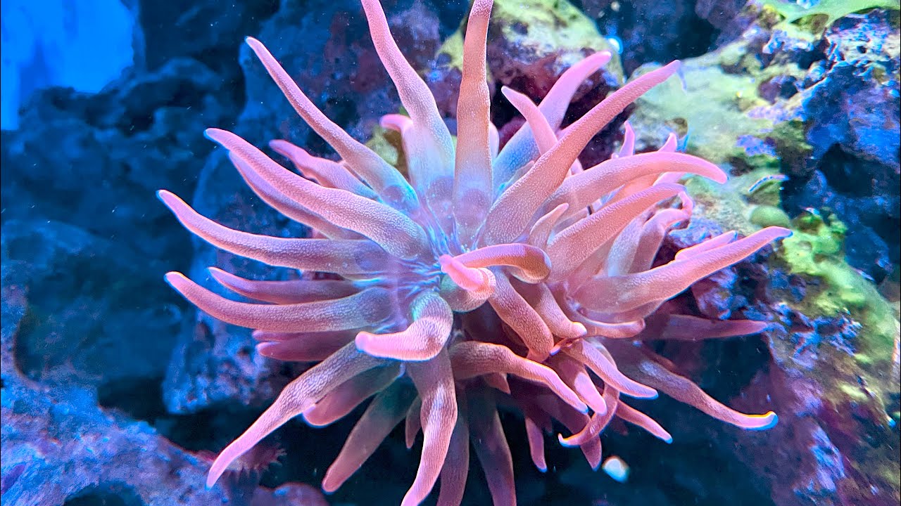 Il mio nuovo acquario di anemoni! (tre mesi dall’avvio - pt 8) - YouTube