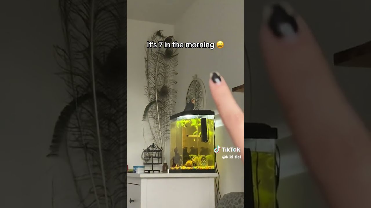Singing Parrot It S 7am In The Morning Alarm