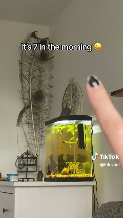 Singing Parrot 🦜 🎶 #It's 7am in the #morning #alarm