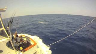 iona gamefishing cairns 2011 part 3