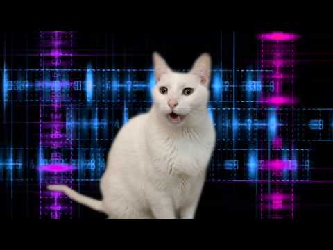 cats-sing-mission-impossible-theme