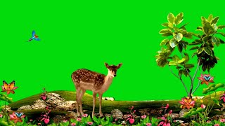 Deer green screen | animal  screen video | green screen video | flower green screen