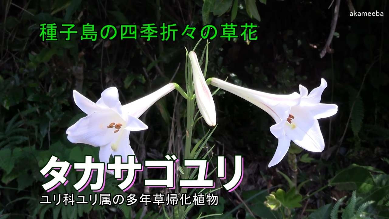 タカサゴユリ - 四季折々の草花 - ふるさと種子島