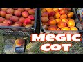 Абрикос Megic Cot, врожай 25.06.2025