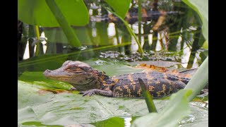 Arthur R. Marshall Loxahatchee Wildlife Refuge, Boynton Beach, FL – Baby Alligators & More, 3/31/24