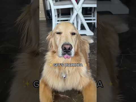 WAIT FOR IT 💩 #dogs #funnydog #diarrhea #goldenretriever #fyp #shorts #funnydogvideos #viral