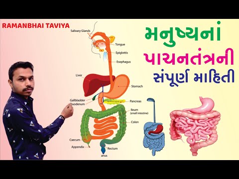 Human Digestive System In Gujarati (pachantantra)