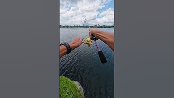 Cá chép hồ đá làng đại học #fishing #caucathugian #cuoccauca #fish #carpfishing #hodalangdaihoc